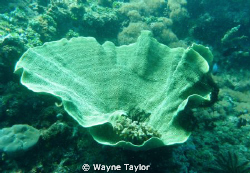 Hard coral by Wayne Taylor 